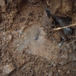 Trilobit ve sk�le